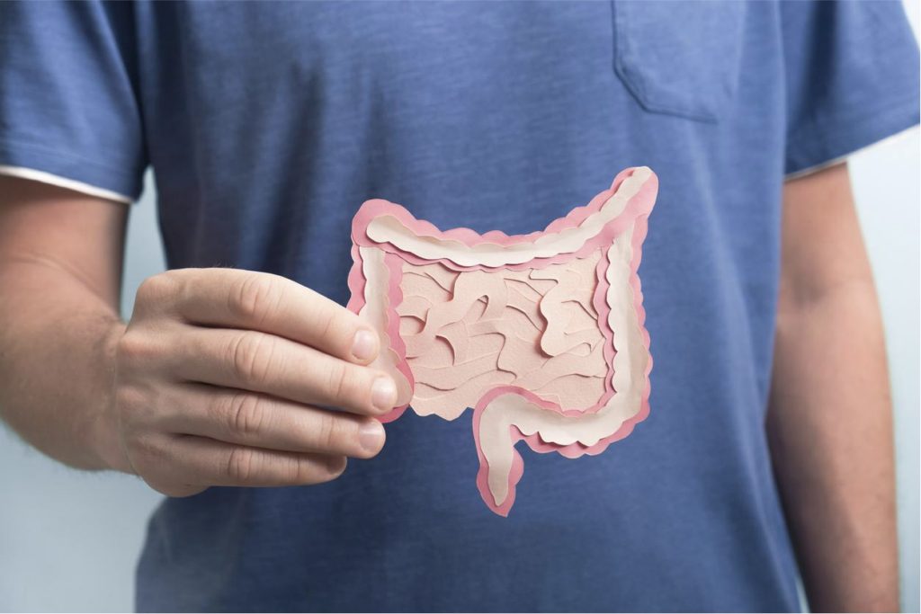 man-holding-decorative-model-intestine-that-shows-optimal-digestive-health